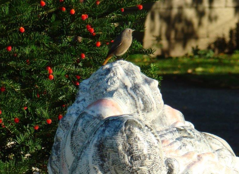 Rotschwänzchen auf Skulptur